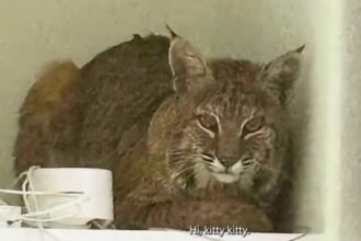 A bobcat broke into a Colorado home and ignored officers’ attempts to lure it out with a laser pointer. The unimpressed wildcat left on its own, unfazed by the tactic.