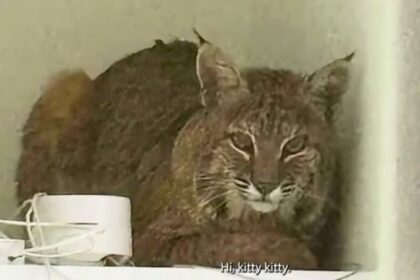A bobcat broke into a Colorado home and ignored officers’ attempts to lure it out with a laser pointer. The unimpressed wildcat left on its own, unfazed by the tactic.