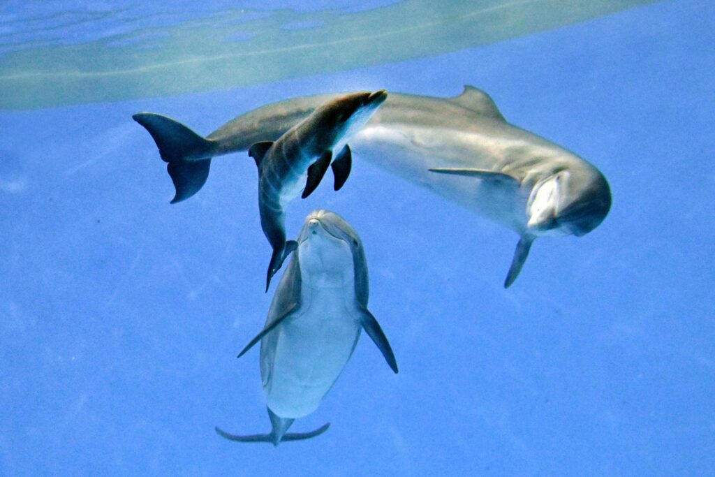 38-year-old dolphin Allie gives birth at Brookfield Zoo with help from best friend Tapeko - heartwarming moment marks zoo's first dolphin calf in over a decade.
