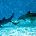 38-year-old dolphin Allie gives birth at Brookfield Zoo with help from best friend Tapeko - heartwarming moment marks zoo's first dolphin calf in over a decade.