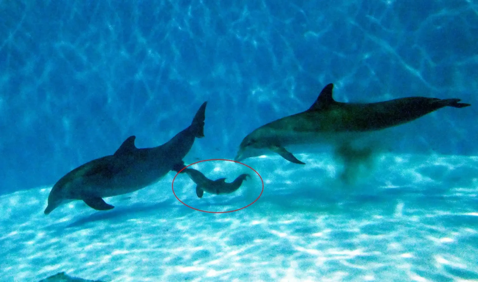 38-year-old dolphin Allie gives birth at Brookfield Zoo with help from best friend Tapeko - heartwarming moment marks zoo's first dolphin calf in over a decade.