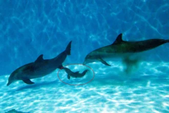 38-year-old dolphin Allie gives birth at Brookfield Zoo with help from best friend Tapeko - heartwarming moment marks zoo's first dolphin calf in over a decade.