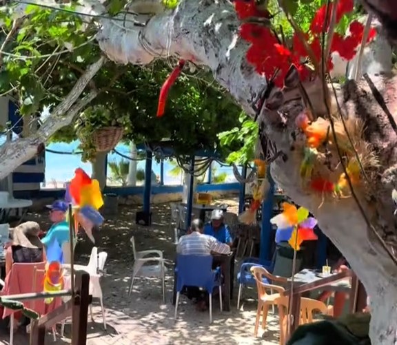 Brit tourist raves over Cyprus beach bar with £2.50 pints, sea views and a friendly pig - calls Riccos in Paphos a must-see gem for visitors to the island.