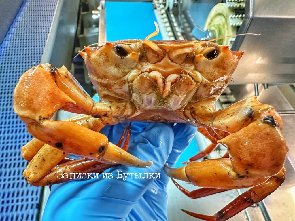 A fisherman’s orange crab find is going viral for its uncanny resemblance to Donald Trump, complete with a pouty face and bright hue, leaving social media in stitches.