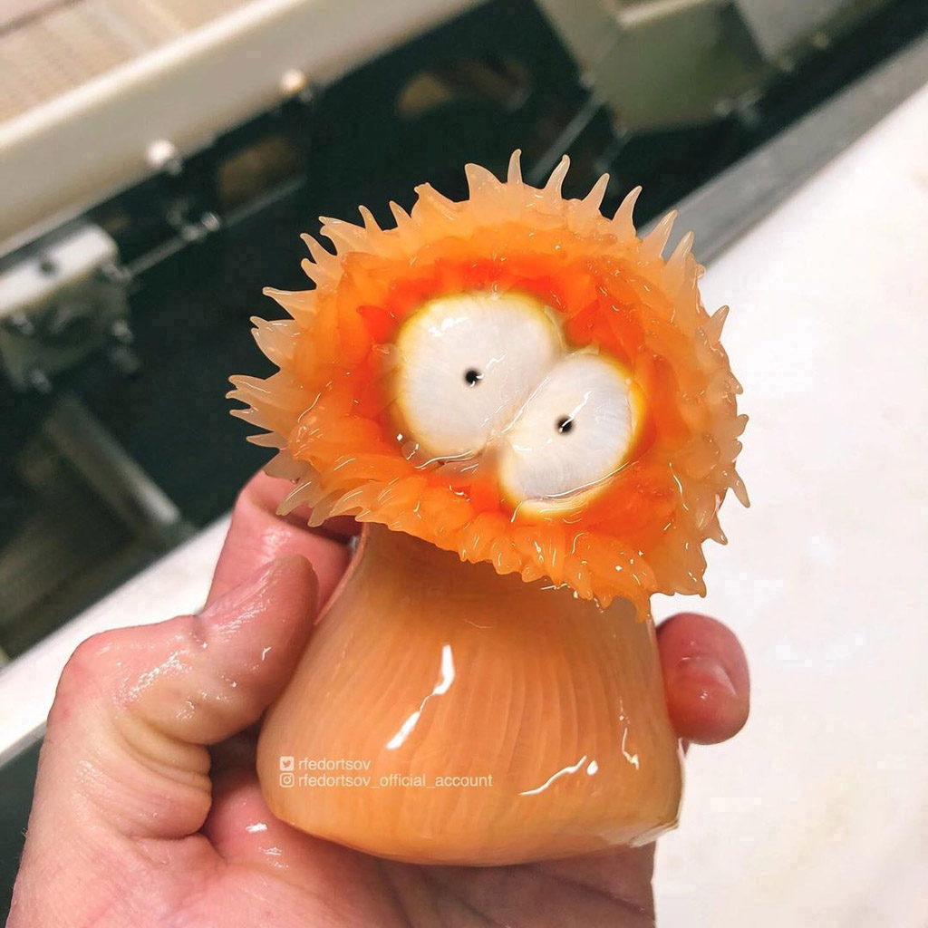 A fisherman’s orange crab find is going viral for its uncanny resemblance to Donald Trump, complete with a pouty face and bright hue, leaving social media in stitches.