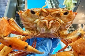 A fisherman’s orange crab find is going viral for its uncanny resemblance to Donald Trump, complete with a pouty face and bright hue, leaving social media in stitches.