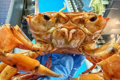 A fisherman’s orange crab find is going viral for its uncanny resemblance to Donald Trump, complete with a pouty face and bright hue, leaving social media in stitches.