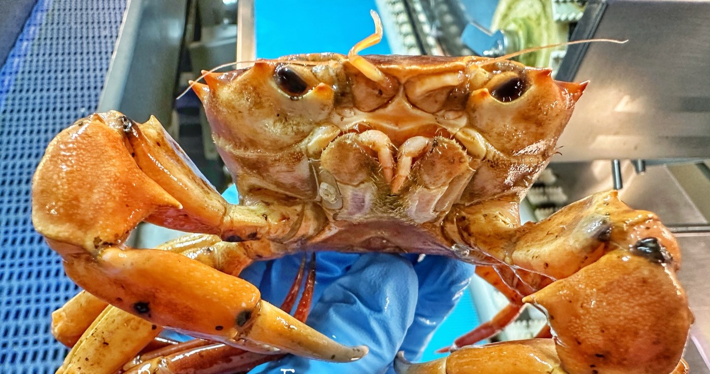 A fisherman’s orange crab find is going viral for its uncanny resemblance to Donald Trump, complete with a pouty face and bright hue, leaving social media in stitches.