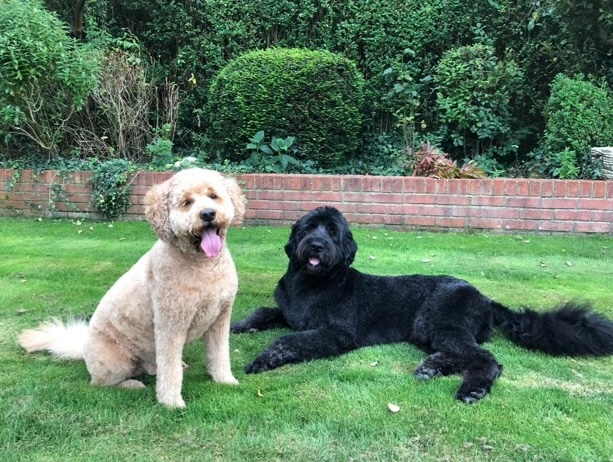 Claudia Snell staged a fake burglary to test her dogs’ loyalty, but Ozzy and Bear ignored her screams - choosing tuna and naps over heroics in the viral prank.