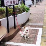 Dog parking spaces in Chinese city amuse locals - 1m bays with tether posts spark photo trend as pet owners and even people pose in free novelty spots.