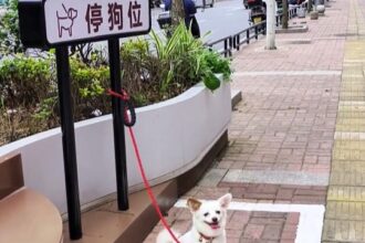 Dog parking spaces in Chinese city amuse locals - 1m bays with tether posts spark photo trend as pet owners and even people pose in free novelty spots.