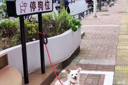 Dog parking spaces in Chinese city amuse locals - 1m bays with tether posts spark photo trend as pet owners and even people pose in free novelty spots.