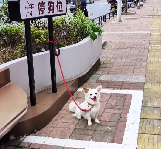 Dog parking spaces in Chinese city amuse locals - 1m bays with tether posts spark photo trend as pet owners and even people pose in free novelty spots.