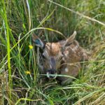 Britain welcomes first white-lipped deer calf at Watatunga Wildlife Reserve in Norfolk - a major milestone for the endangered species with only 69 in Europe’s captive population.