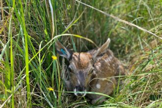 Britain welcomes first white-lipped deer calf at Watatunga Wildlife Reserve in Norfolk - a major milestone for the endangered species with only 69 in Europe’s captive population.