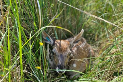 Britain welcomes first white-lipped deer calf at Watatunga Wildlife Reserve in Norfolk - a major milestone for the endangered species with only 69 in Europe’s captive population.