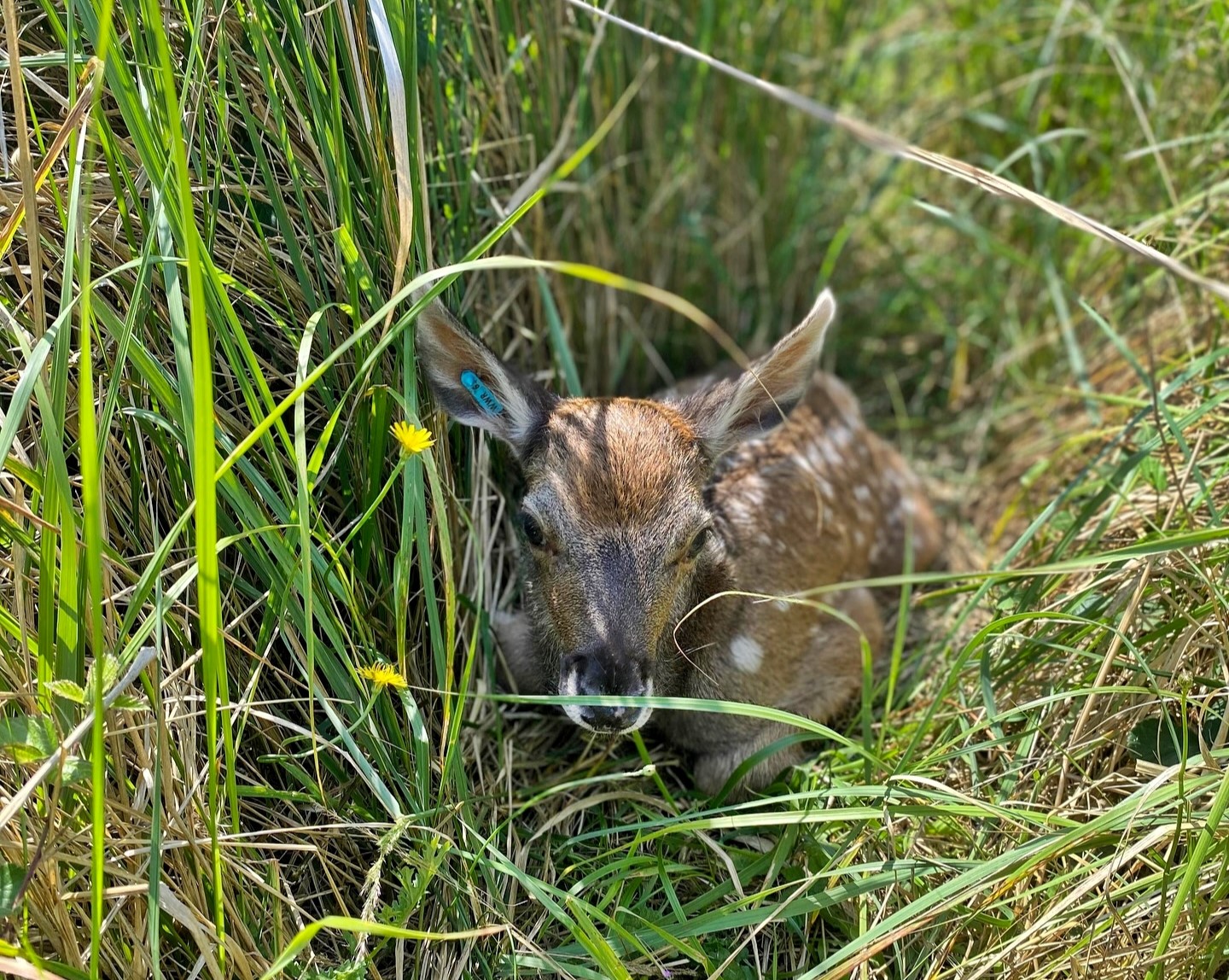 Britain welcomes first white-lipped deer calf at Watatunga Wildlife Reserve in Norfolk - a major milestone for the endangered species with only 69 in Europe’s captive population.