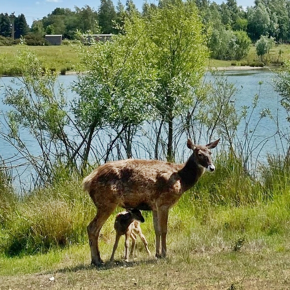 Britain welcomes first white-lipped deer calf at Watatunga Wildlife Reserve in Norfolk - a major milestone for the endangered species with only 69 in Europe’s captive population.