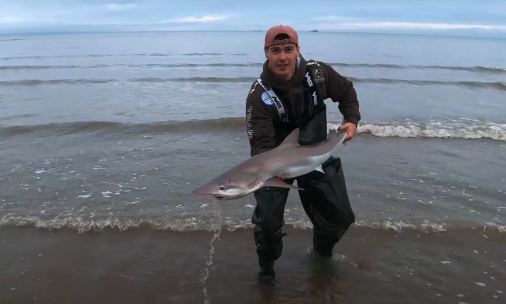 A rare tope shark, listed as critically endangered, was caught and released by a fisherman off Swansea beach, sparking hope for rising numbers or shifting food sources.