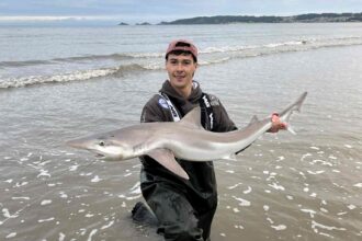A rare tope shark, listed as critically endangered, was caught and released by a fisherman off Swansea beach, sparking hope for rising numbers or shifting food sources.