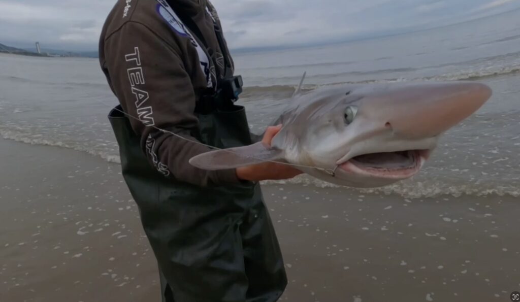 A rare tope shark, listed as critically endangered, was caught and released by a fisherman off Swansea beach, sparking hope for rising numbers or shifting food sources.