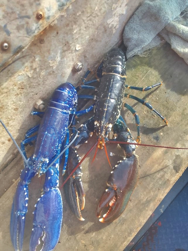 Fisherman Marc Newton caught a rare blue lobster twice in two weeks off East Devon. With odds of 1 in 2 million, he safely released both stunning crustaceans back to sea.