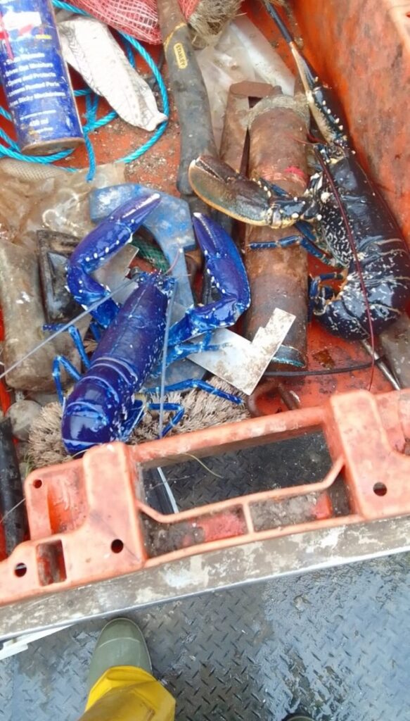 Fisherman Marc Newton caught a rare blue lobster twice in two weeks off East Devon. With odds of 1 in 2 million, he safely released both stunning crustaceans back to sea.