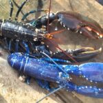 Fisherman Marc Newton caught a rare blue lobster twice in two weeks off East Devon. With odds of 1 in 2 million, he safely released both stunning crustaceans back to sea.