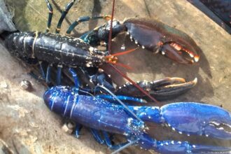 Fisherman Marc Newton caught a rare blue lobster twice in two weeks off East Devon. With odds of 1 in 2 million, he safely released both stunning crustaceans back to sea.