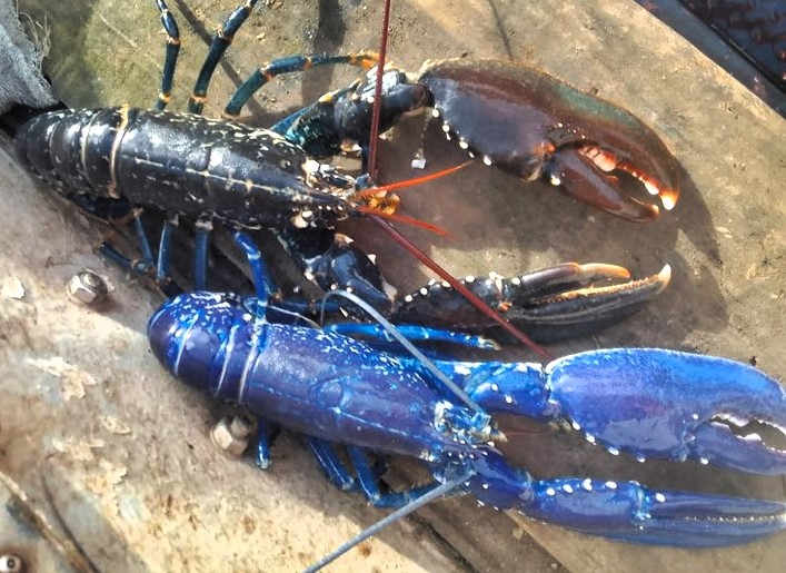 Fisherman Marc Newton caught a rare blue lobster twice in two weeks off East Devon. With odds of 1 in 2 million, he safely released both stunning crustaceans back to sea.