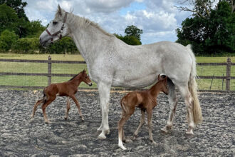 Miracle identical twin foals born in Bedford at 100,000-to-one odds - surprise birth stuns horse retirement home owner after only one showed up on scan.