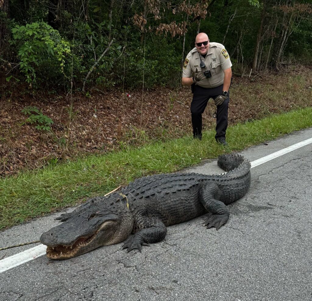 10ft gator dubbed Pepe ‘arrested’ in North Carolina for sunbathing on road - deputies joke about ‘dino without papers’ as traffic-stopping reptile gets relocated.