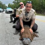 10ft gator dubbed Pepe ‘arrested’ in North Carolina for sunbathing on road - deputies joke about ‘dino without papers’ as traffic-stopping reptile gets relocated.