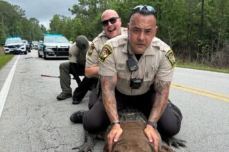 10ft gator dubbed Pepe ‘arrested’ in North Carolina for sunbathing on road - deputies joke about ‘dino without papers’ as traffic-stopping reptile gets relocated.
