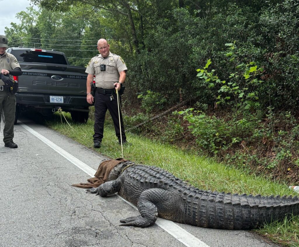 10ft gator dubbed Pepe ‘arrested’ in North Carolina for sunbathing on road - deputies joke about ‘dino without papers’ as traffic-stopping reptile gets relocated.