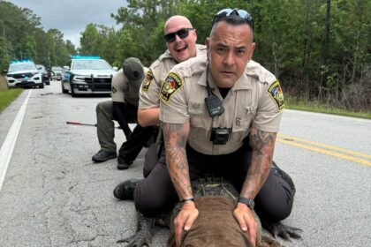 10ft gator dubbed Pepe ‘arrested’ in North Carolina for sunbathing on road - deputies joke about ‘dino without papers’ as traffic-stopping reptile gets relocated.