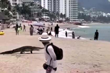 Crocodile strolls across Puerto Vallarta beach in Mexico and swims into sea, stunning tourists as habitat loss drives wildlife into urban areas near the Pitillal River.
