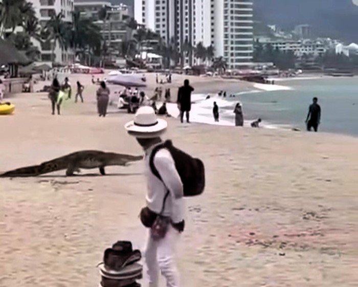 Crocodile strolls across Puerto Vallarta beach in Mexico and swims into sea, stunning tourists as habitat loss drives wildlife into urban areas near the Pitillal River.