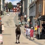 A moose caused chaos in the Norwegian town of Røros, sprinting down the high street as people fled for safety. It was later safely guided back to the forest.