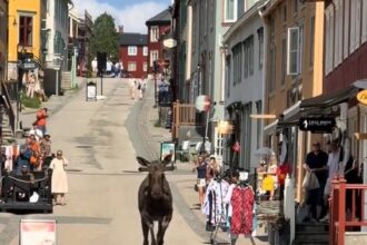 A moose caused chaos in the Norwegian town of Røros, sprinting down the high street as people fled for safety. It was later safely guided back to the forest.
