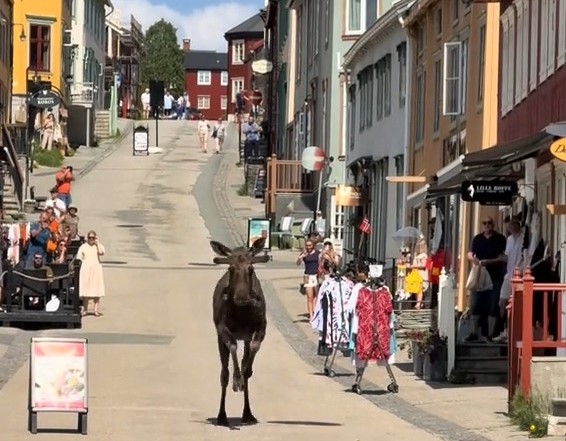 A moose caused chaos in the Norwegian town of Røros, sprinting down the high street as people fled for safety. It was later safely guided back to the forest.