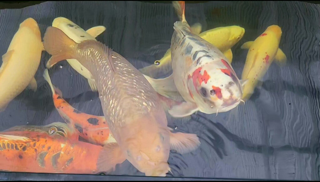 Owner of human-faced koi carp 'Bob' rejects £7,000 offers and boosts security with cameras to protect his prized fish, now a local celebrity in Leeds with fans nationwide.