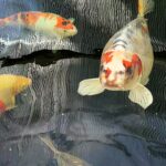 Owner of human-faced koi carp 'Bob' rejects £7,000 offers and boosts security with cameras to protect his prized fish, now a local celebrity in Leeds with fans nationwide.