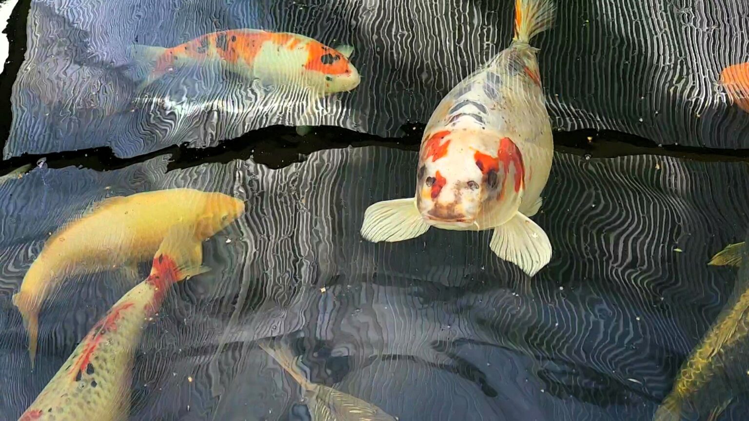 Owner of human-faced koi carp 'Bob' rejects £7,000 offers and boosts security with cameras to protect his prized fish, now a local celebrity in Leeds with fans nationwide.