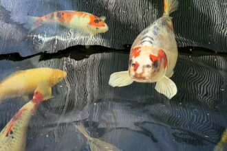 Owner of human-faced koi carp 'Bob' rejects £7,000 offers and boosts security with cameras to protect his prized fish, now a local celebrity in Leeds with fans nationwide.