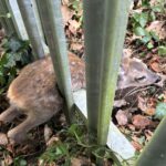 Firefighters rescue trapped fawn from metal fence in Southampton using hydraulic gear before reuniting it with its waiting mother in a heartwarming moment.