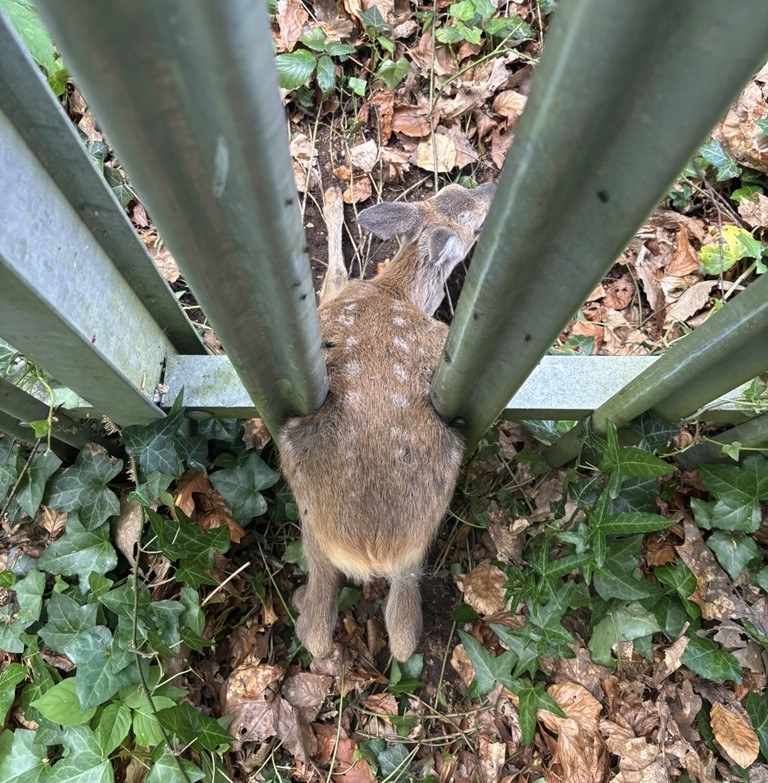 Firefighters rescue trapped fawn from metal fence in Southampton using hydraulic gear before reuniting it with its waiting mother in a heartwarming moment.