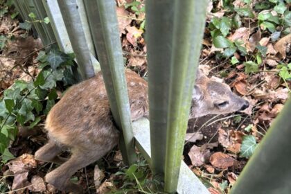 Firefighters rescue trapped fawn from metal fence in Southampton using hydraulic gear before reuniting it with its waiting mother in a heartwarming moment.