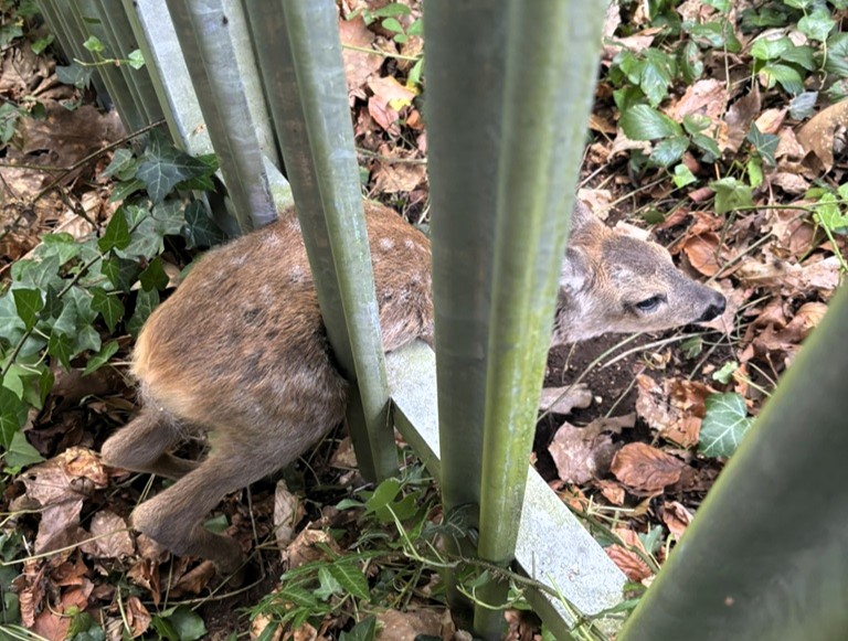 Firefighters rescue trapped fawn from metal fence in Southampton using hydraulic gear before reuniting it with its waiting mother in a heartwarming moment.