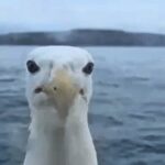 Cornwall fisherman faces off with giant gull tapping on boat window - but says octopus invasion is bigger threat as they wipe out future lobster stocks.